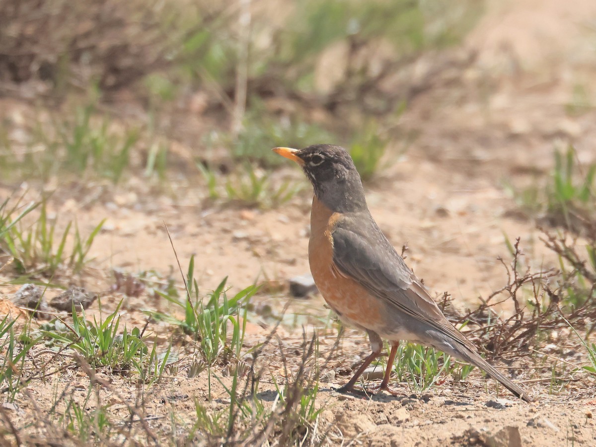 American Robin - ML636986523