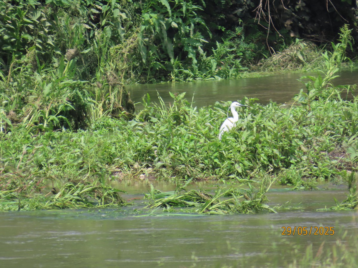 Little Egret - ML636986528
