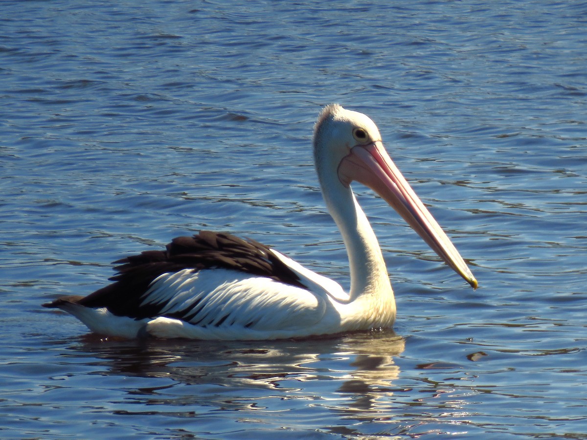 Australian Pelican - ML636986605