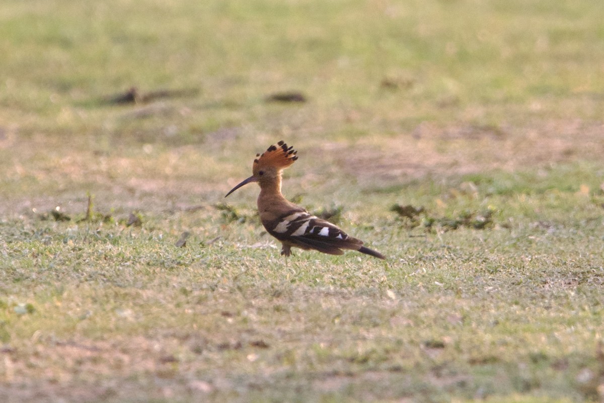 Eurasian Hoopoe (African) - ML636986615