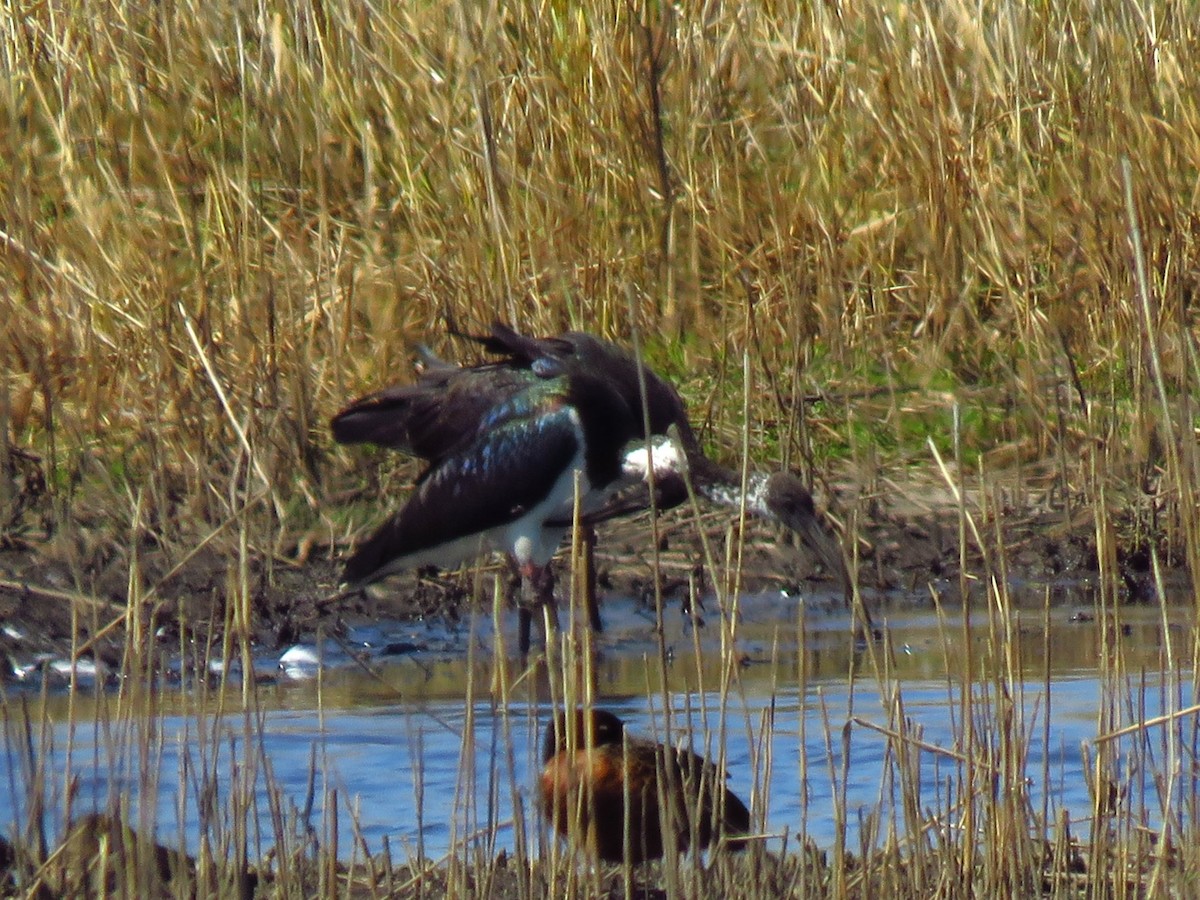 Straw-necked Ibis - ML636986618