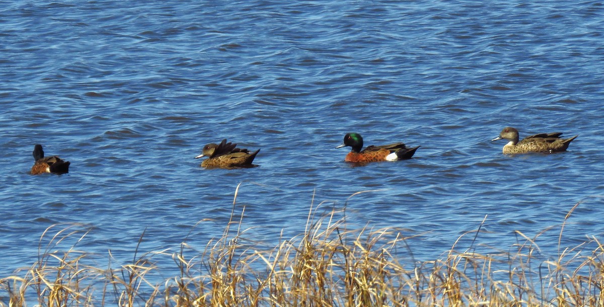 Chestnut Teal - ML636986625