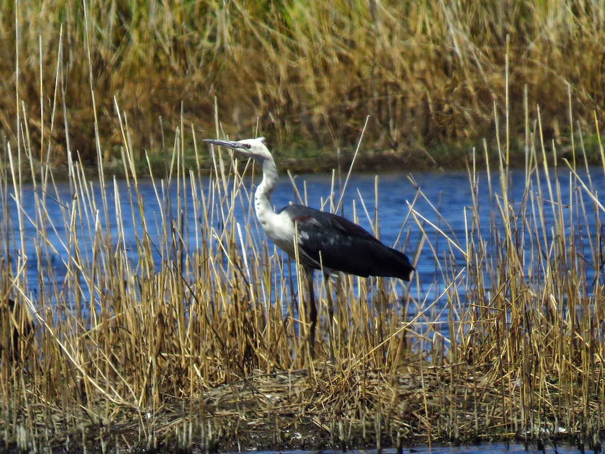 Pacific Heron - ML636986635