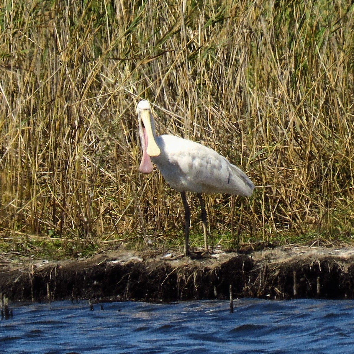 Yellow-billed Spoonbill - ML636986650