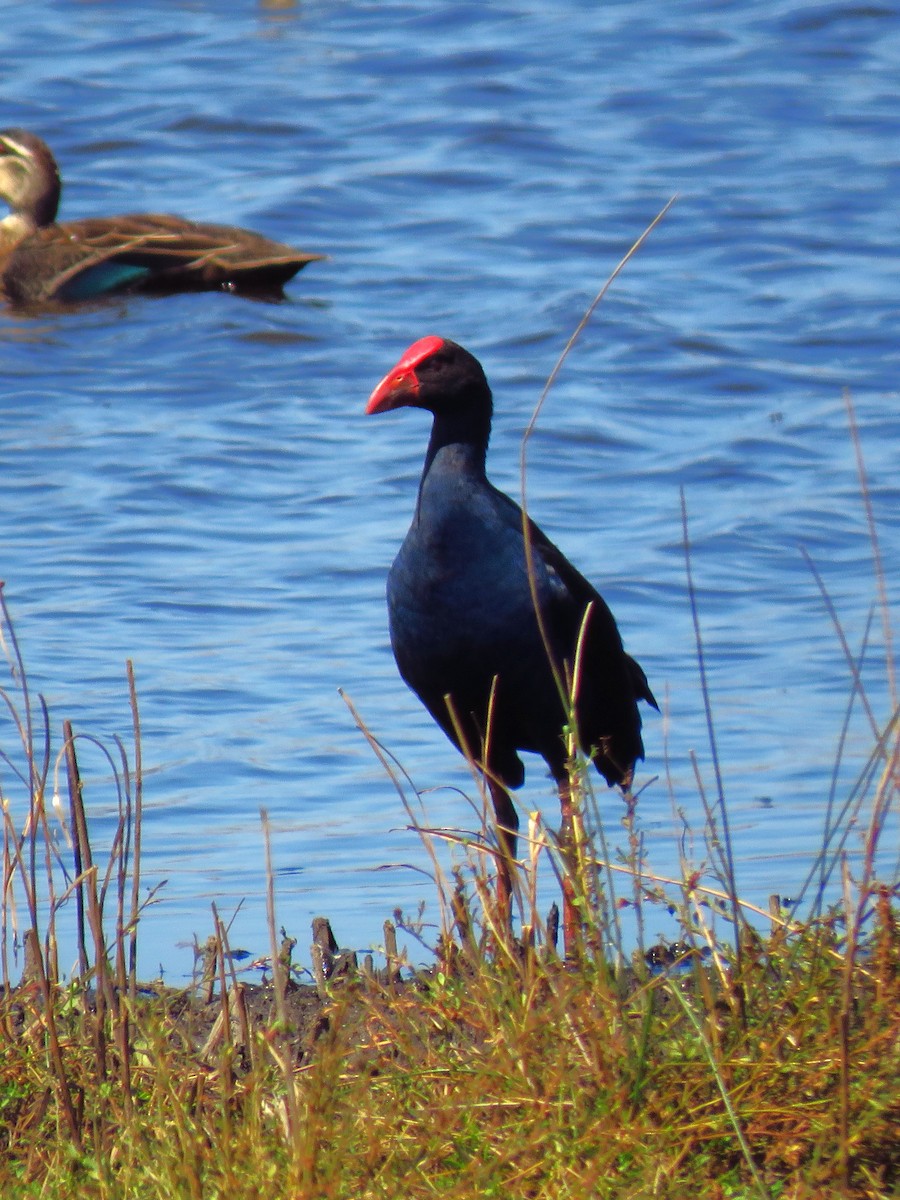 Australasian Swamphen - ML636986707