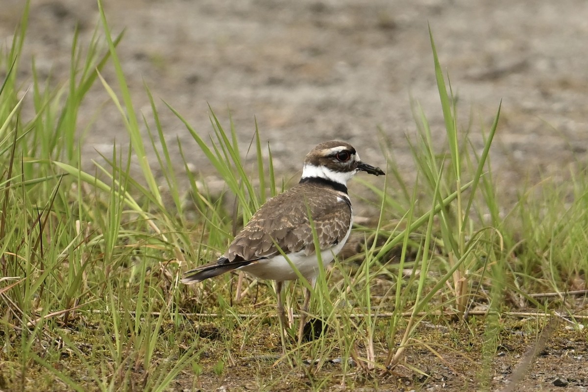 Killdeer - ML636986710