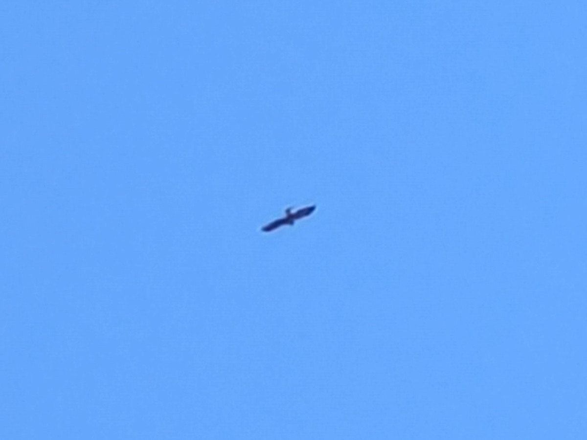 Steinadler - ML636986803