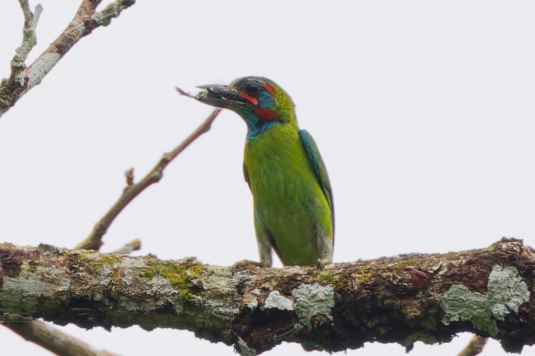 Blue-eared Barbet - ML636986813