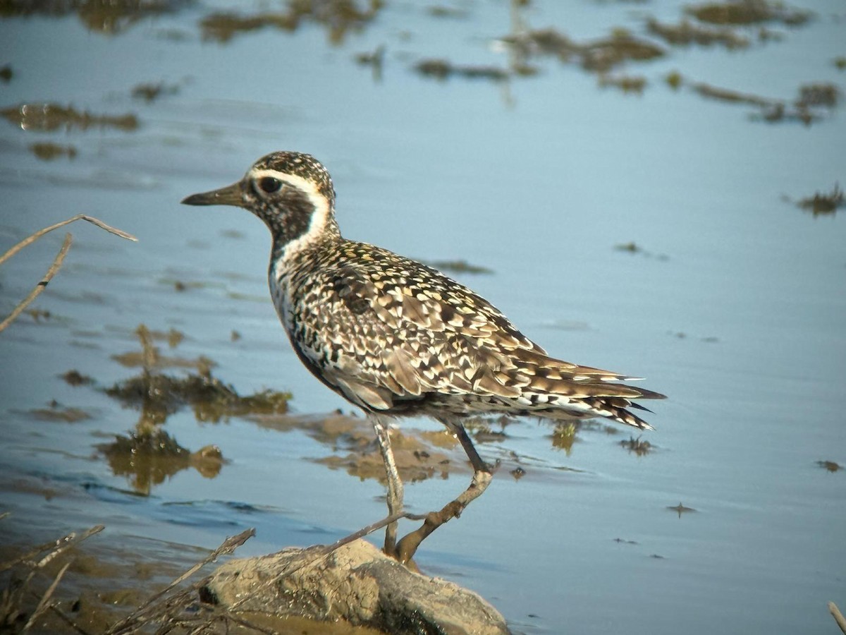 Pacific Golden-Plover - ML636986860