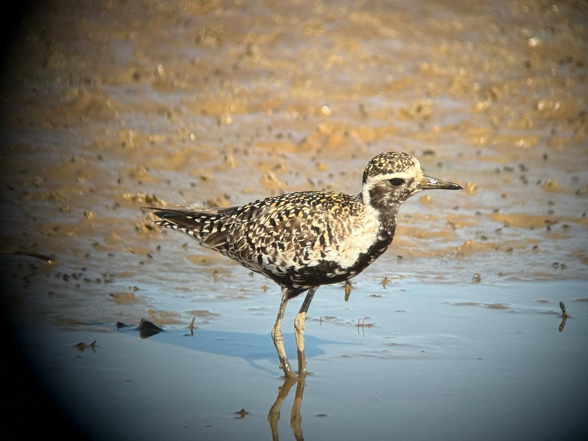Pacific Golden-Plover - ML636986861