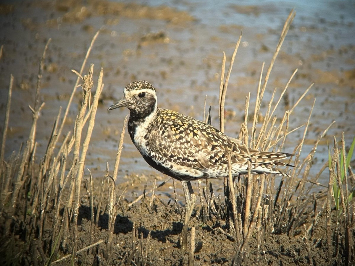Pacific Golden-Plover - ML636986862