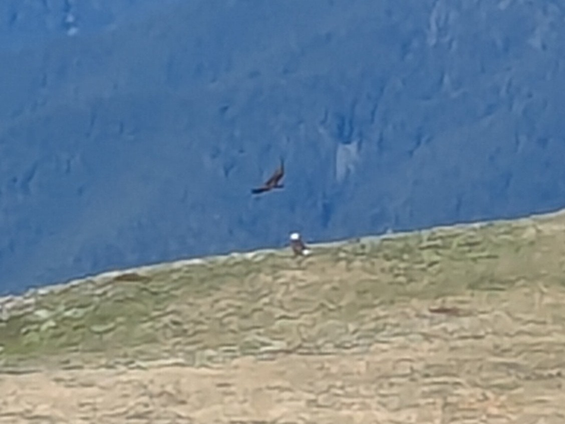 Weißkopf-Seeadler - ML636986863