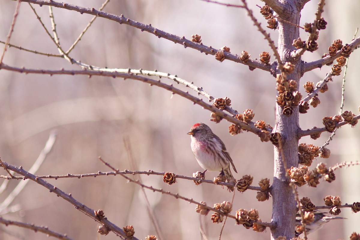 Redpoll (Common) - ML636986882