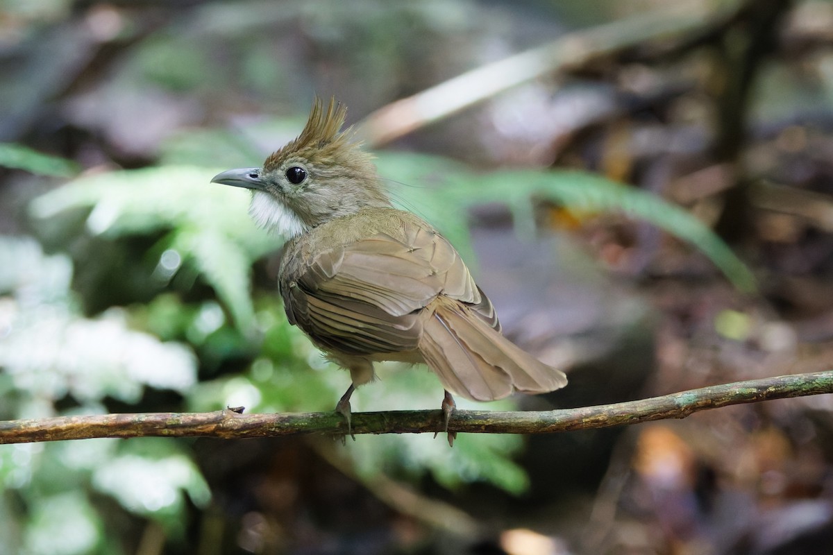 Ochraceous Bulbul - ML636986890