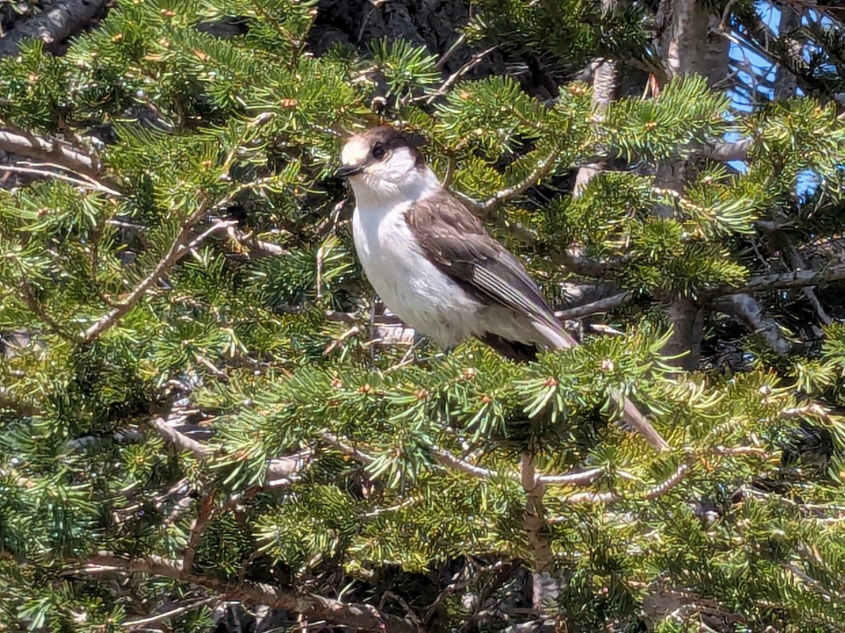Meisenhäher - ML636986909