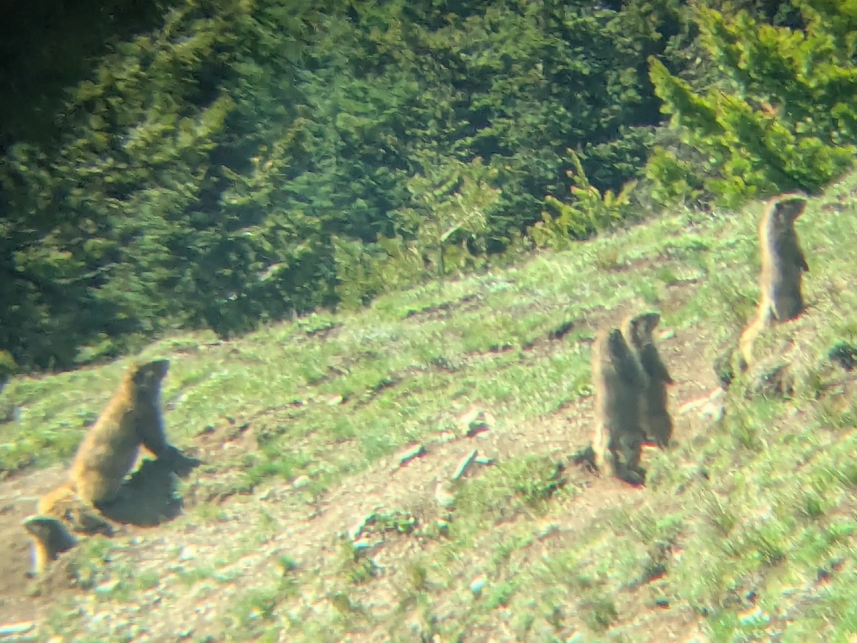 Olympic Marmot - ML636986913