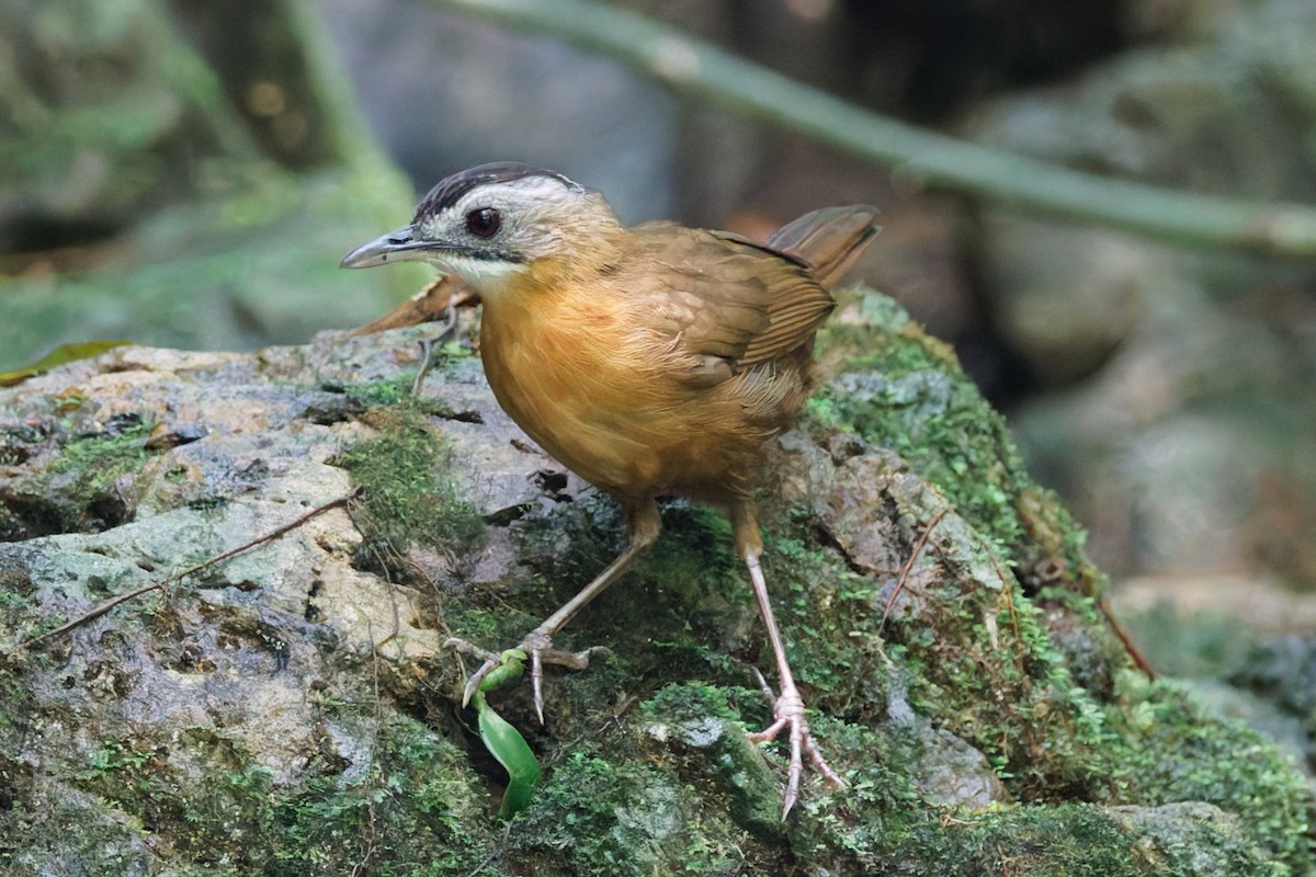 Malayan Black-capped Babbler - ML636986935