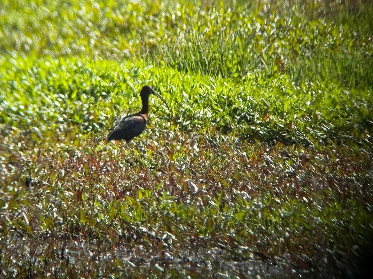 White-faced Ibis - ML636986967