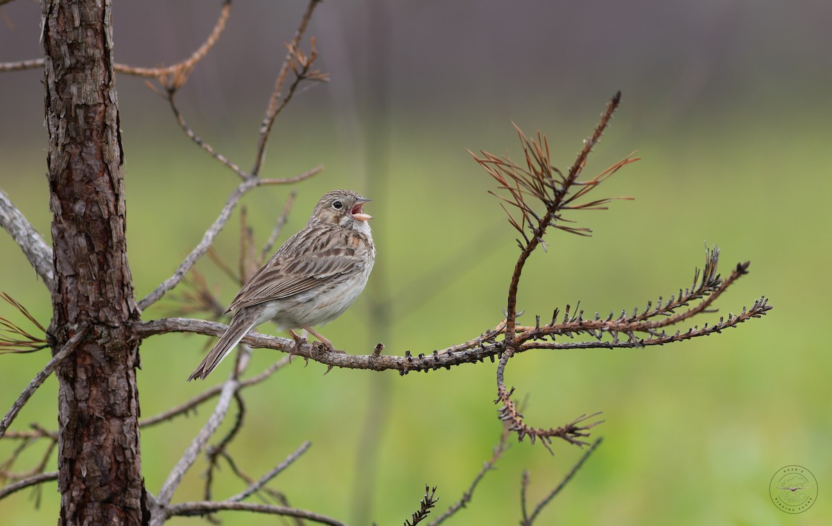 Vesper Sparrow - Noah Gibb
