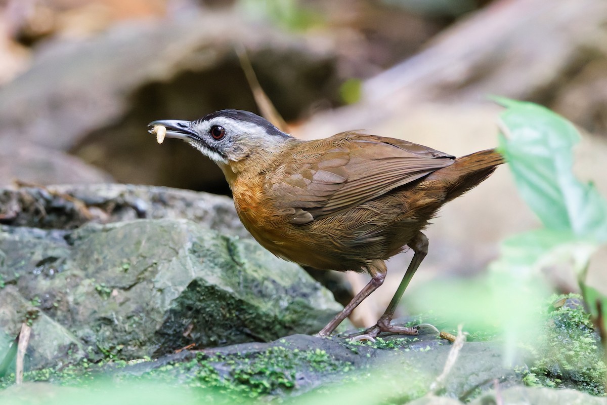 Malayan Black-capped Babbler - ML636987032