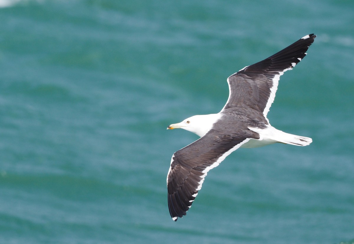 Lesser Black-backed Gull (fuscus) - ML636987100