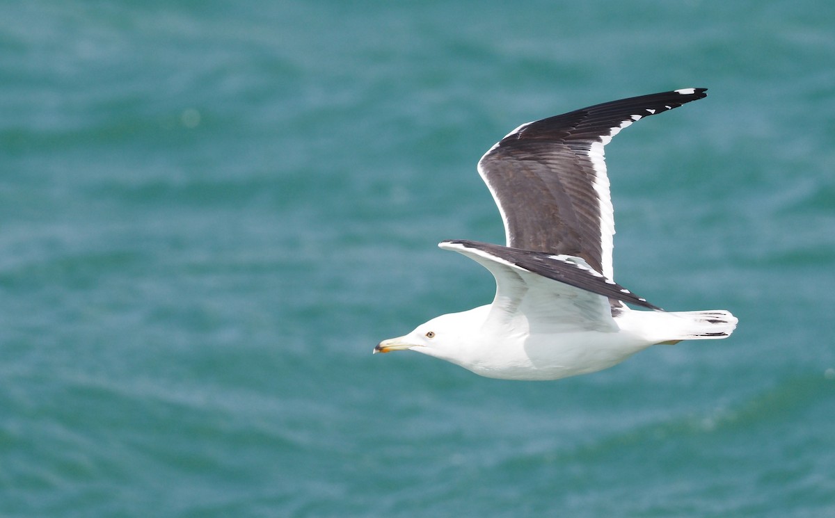 Lesser Black-backed Gull (fuscus) - ML636987130