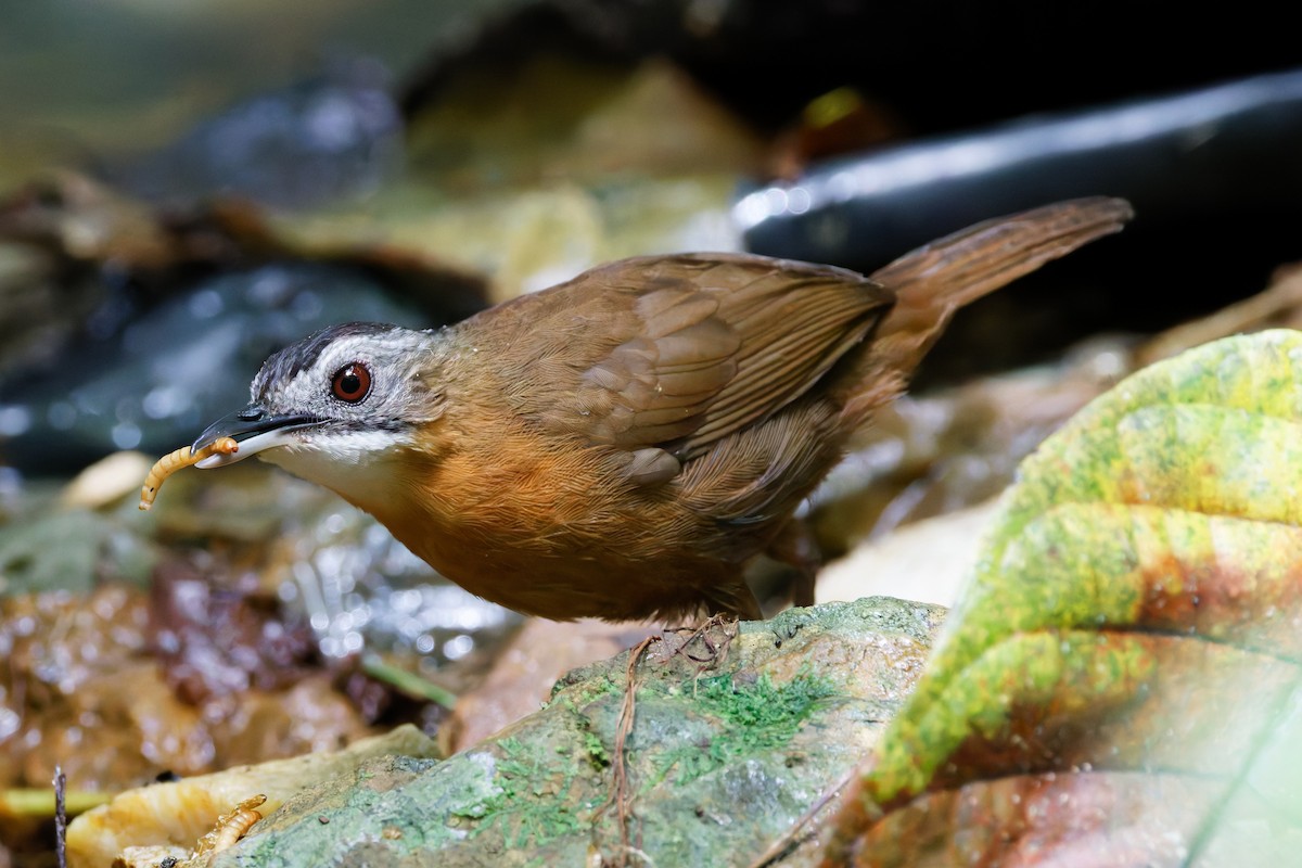Malayan Black-capped Babbler - ML636987134