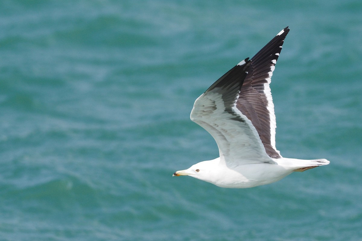 Lesser Black-backed Gull (fuscus) - ML636987138