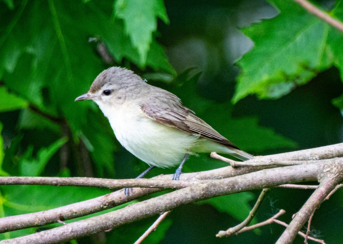 Viréo mélodieux (gilvus) - ML636987165