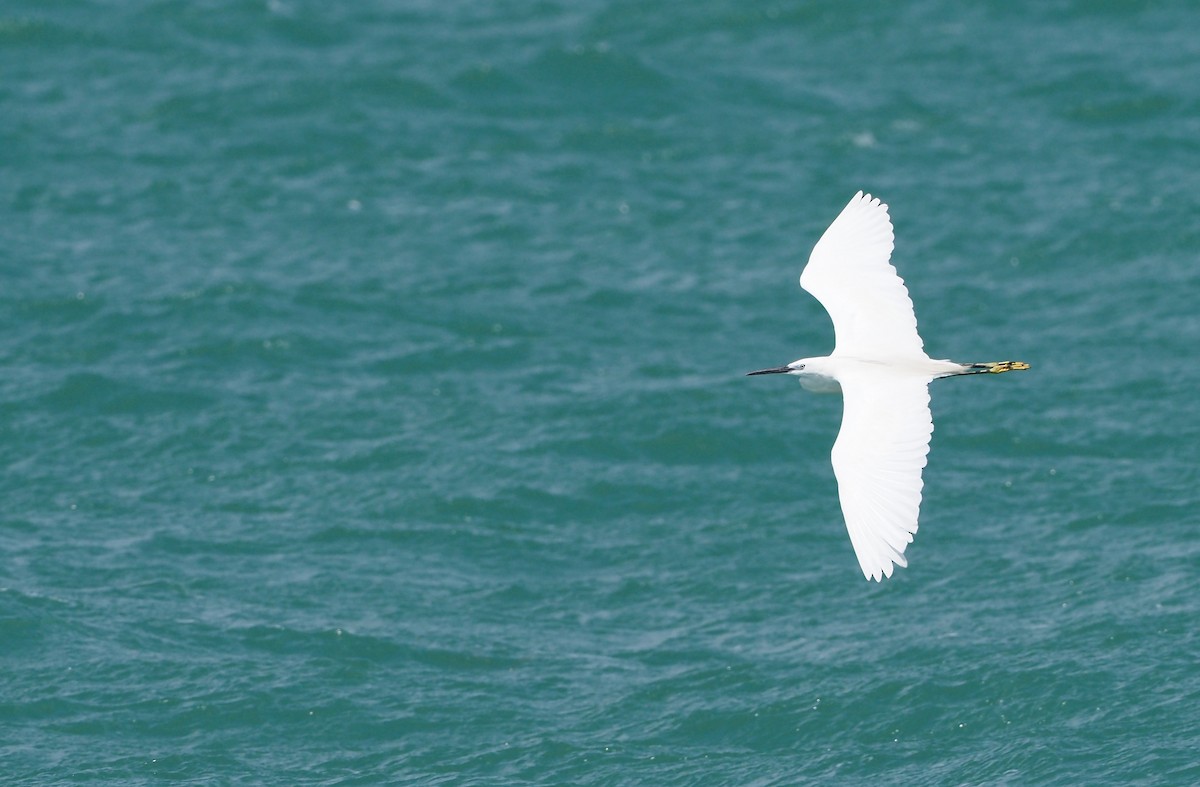 Little Egret - ML636987175
