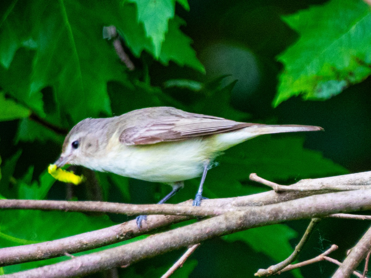 Viréo mélodieux (gilvus) - ML636987177