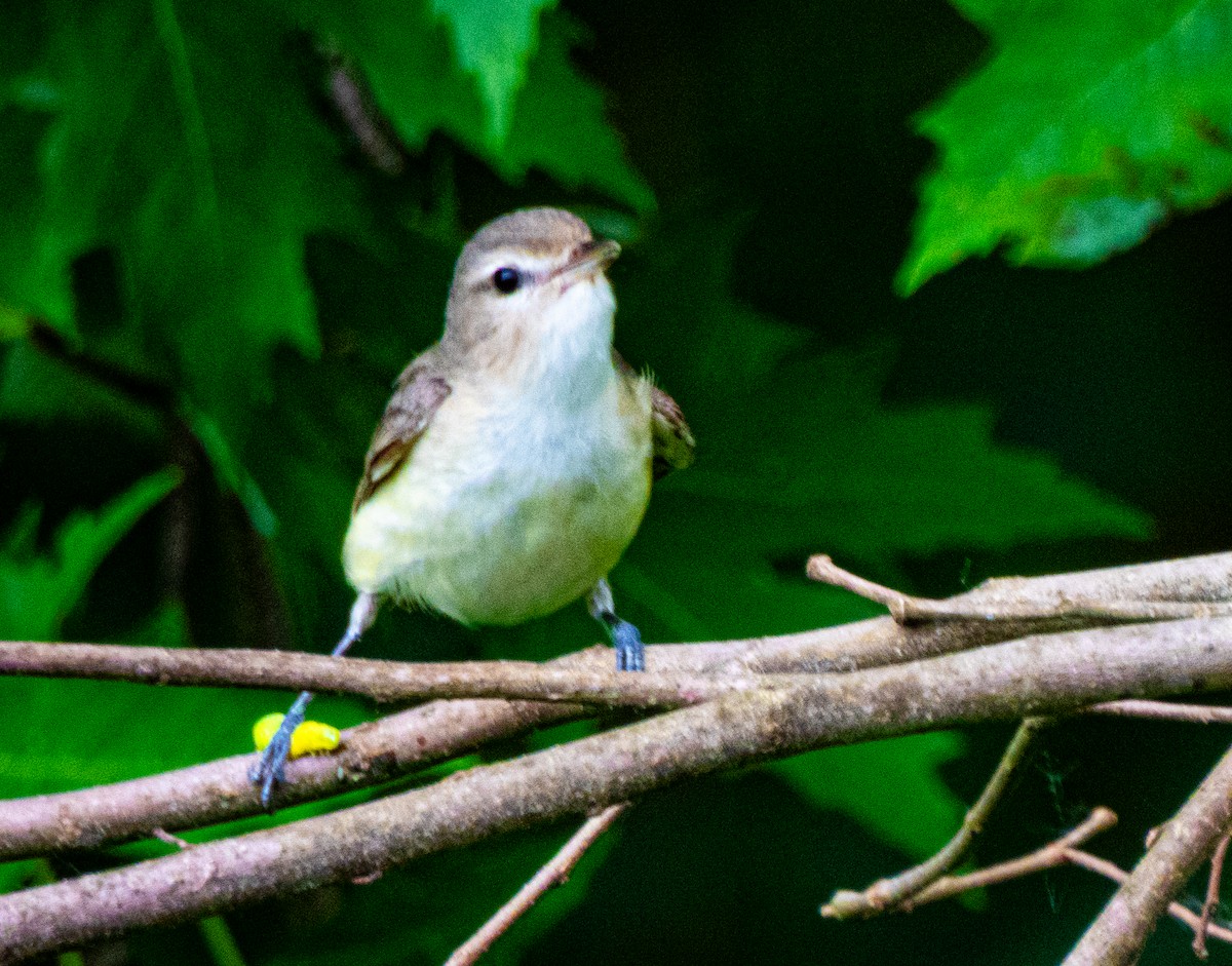 Viréo mélodieux (gilvus) - ML636987185