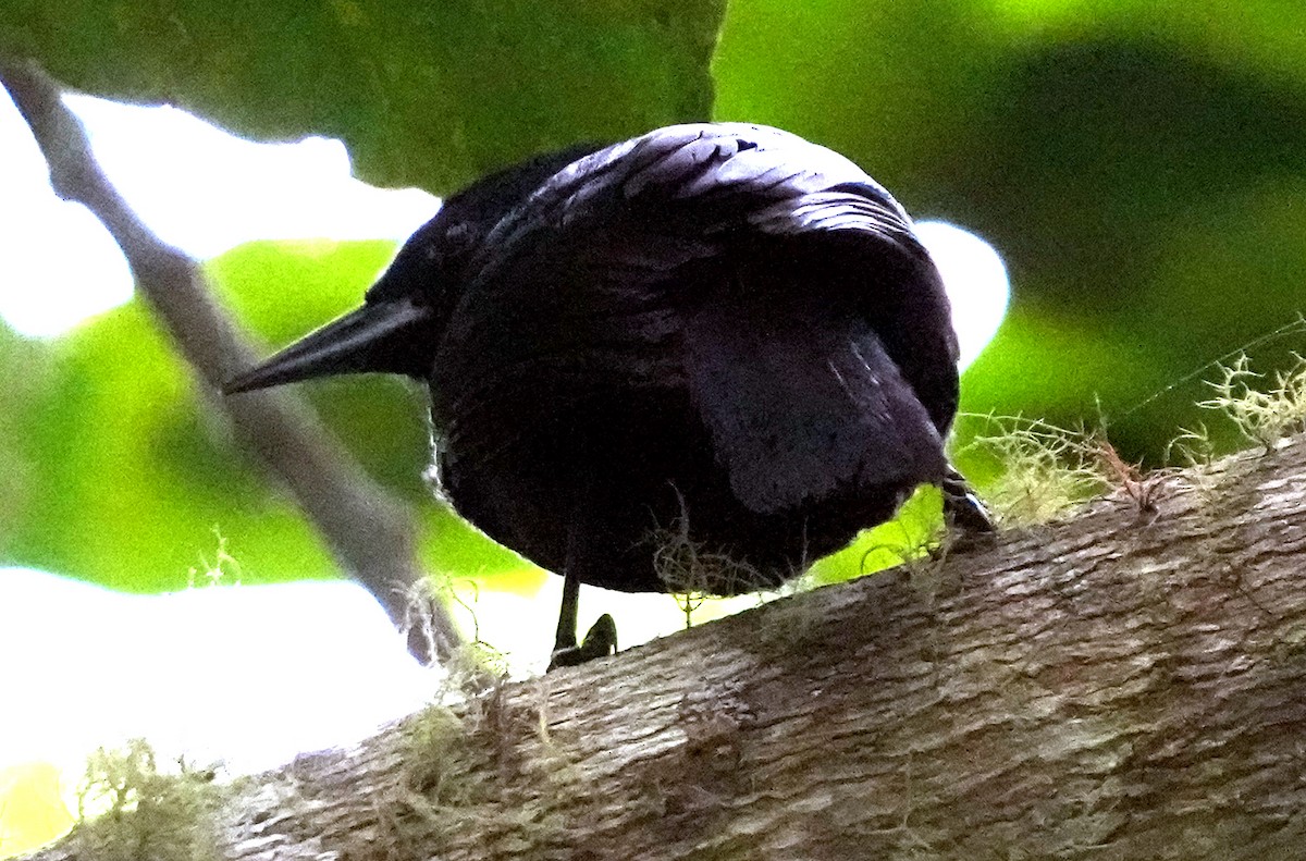 Jamaican Blackbird - ML636987205
