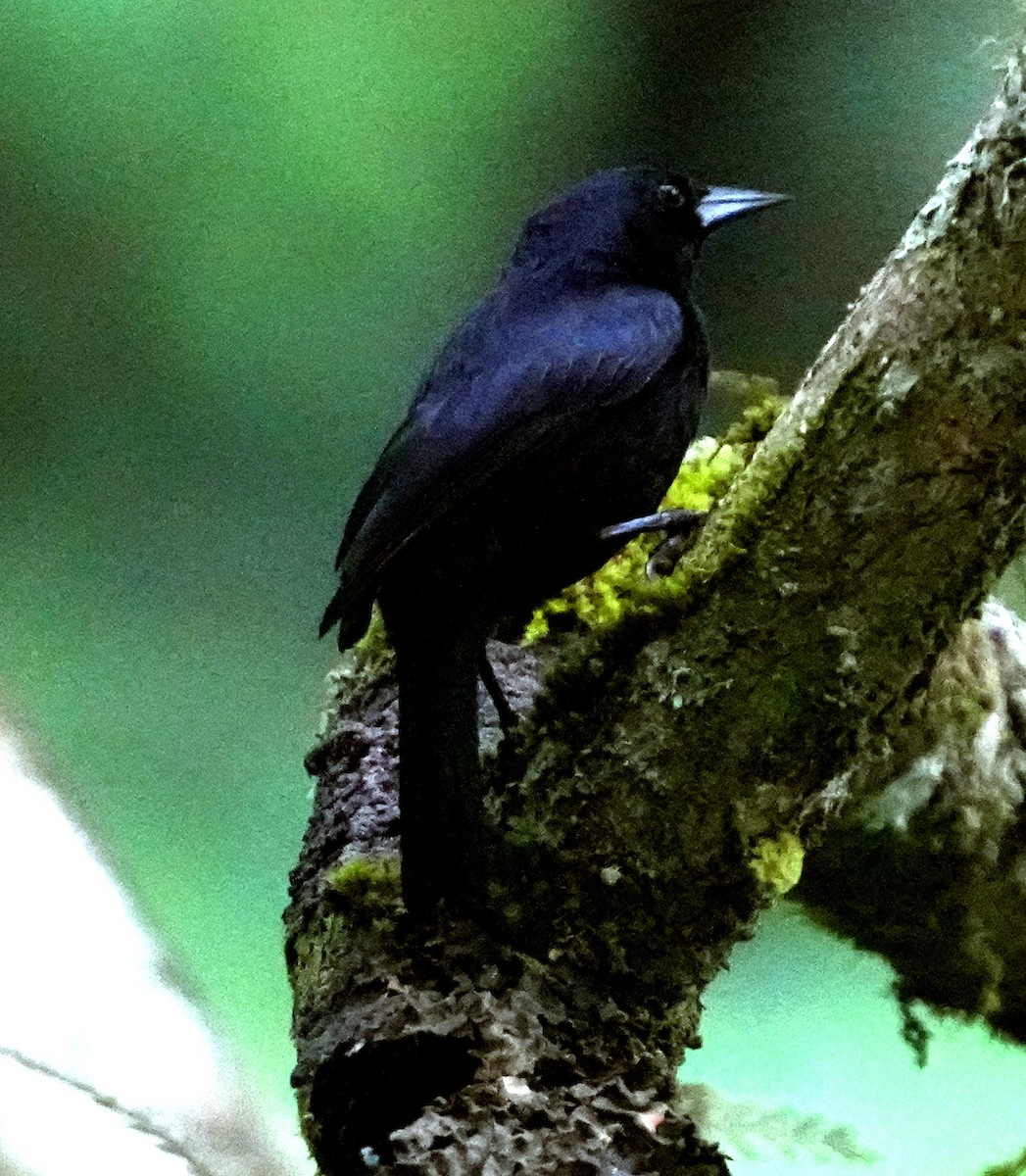Jamaican Blackbird - ML636987206