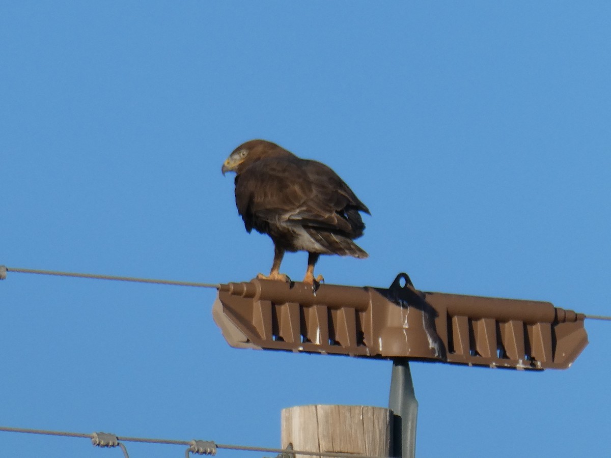 Ferruginous Hawk - ML636987225