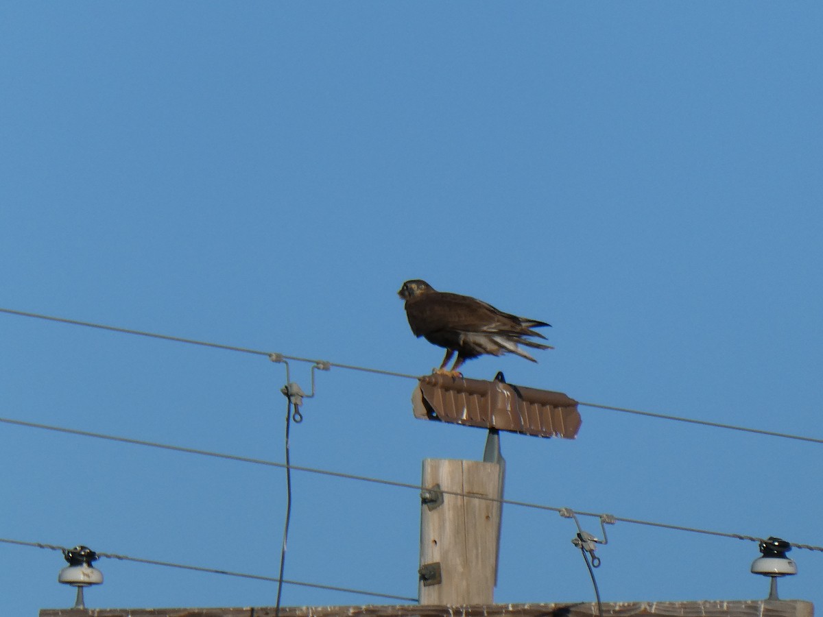 Ferruginous Hawk - ML636987238