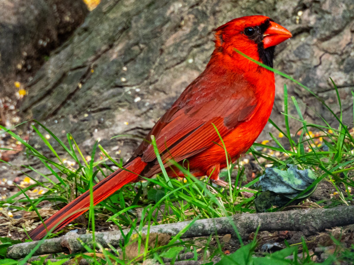 Cardinal rouge - ML636987266