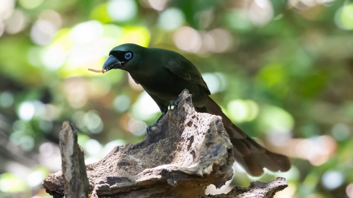 Racket-tailed Treepie - ML636987282