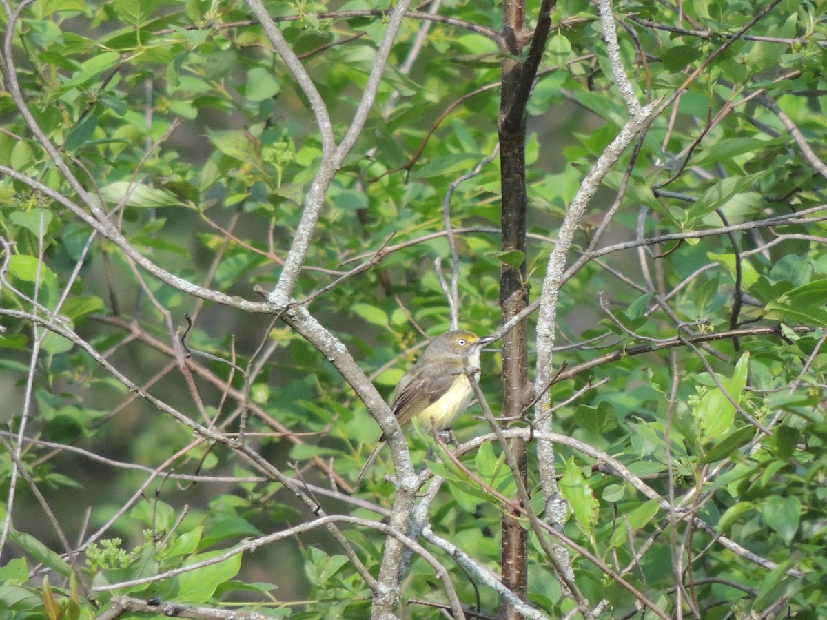 White-eyed Vireo - ML636987294