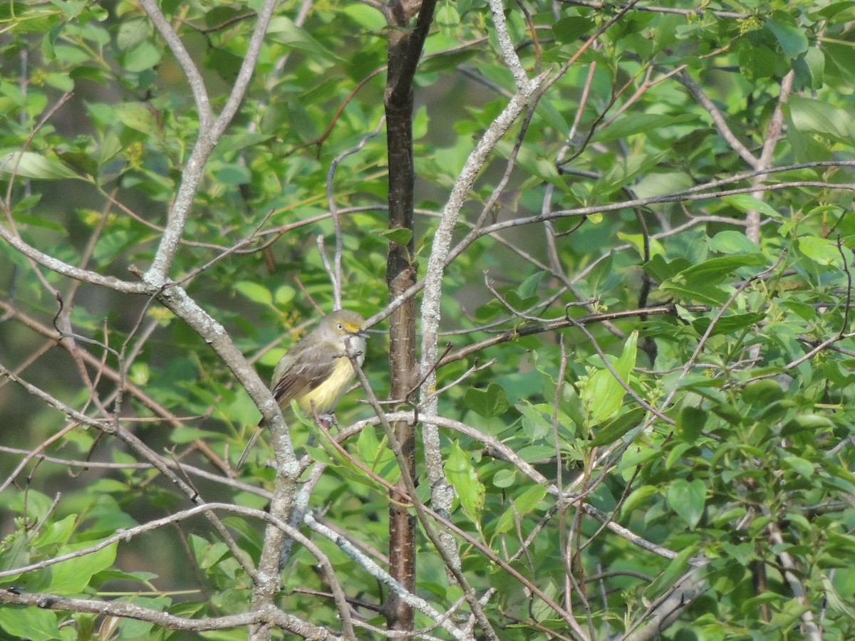 White-eyed Vireo - ML636987295