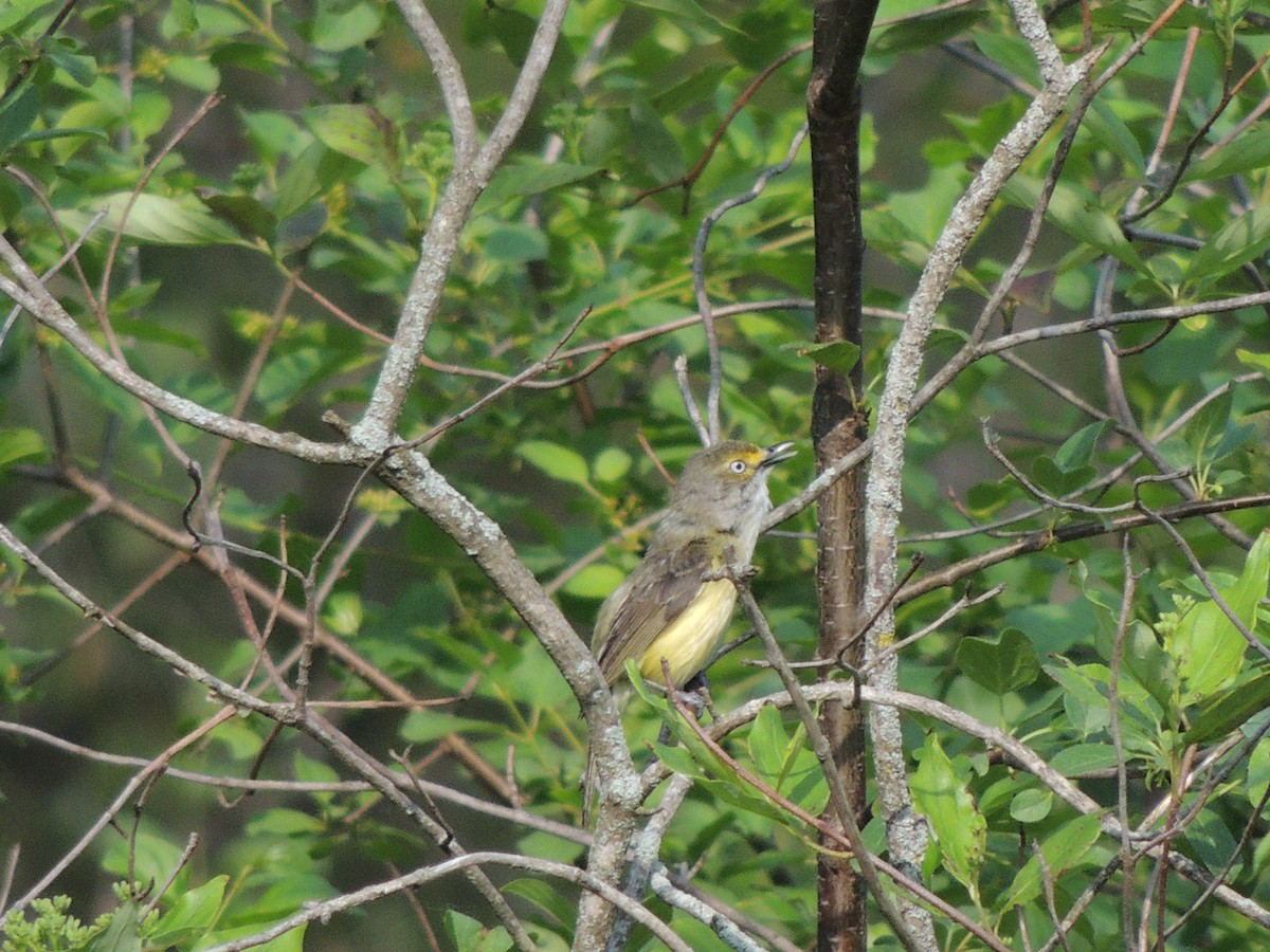 White-eyed Vireo - ML636987296