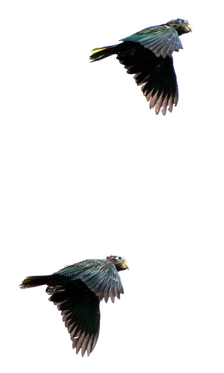 Yellow-billed Amazon - ML636987330