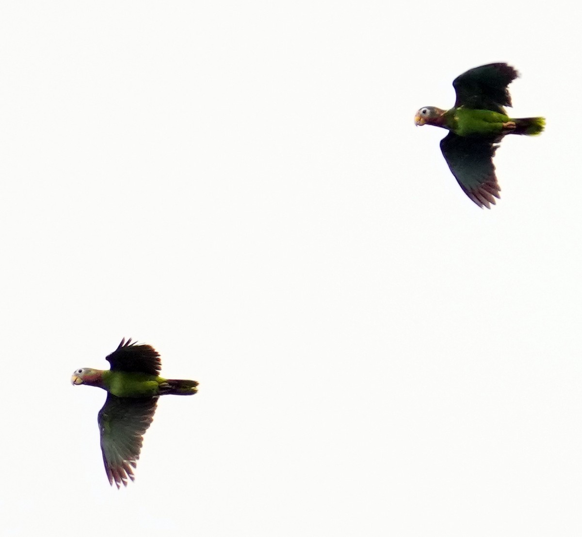 Yellow-billed Amazon - ML636987331