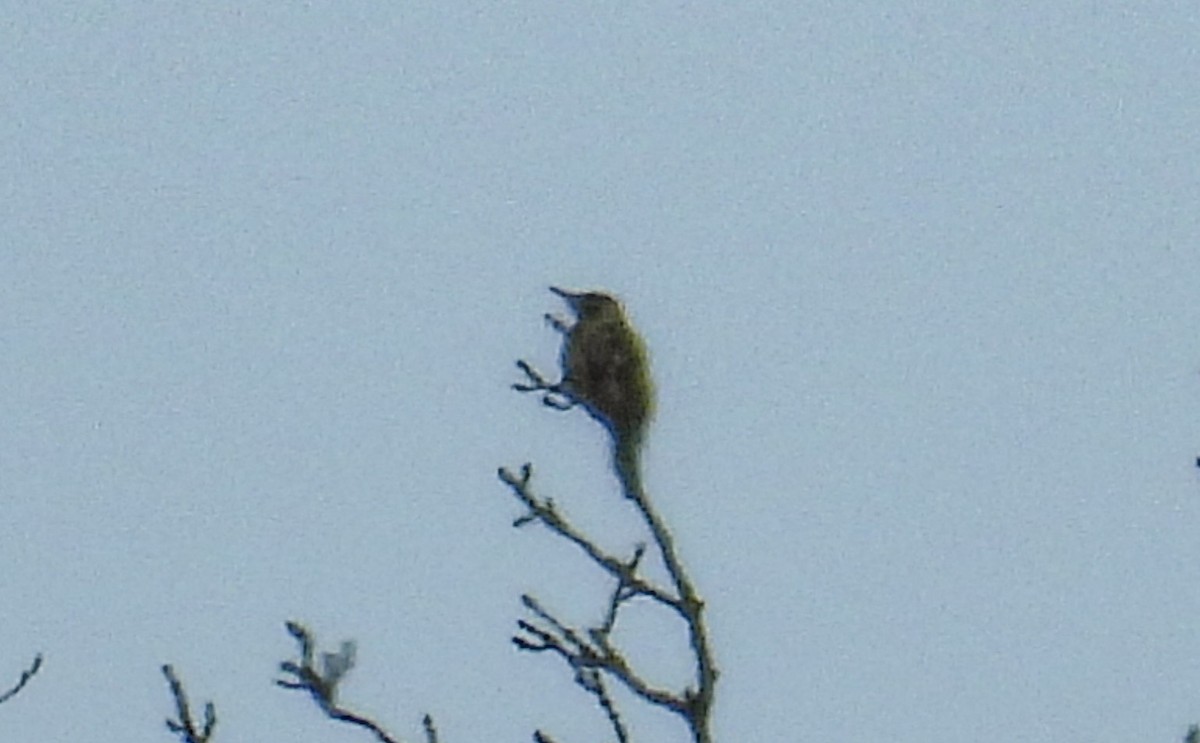 Eurasian Green Woodpecker - ML636987347