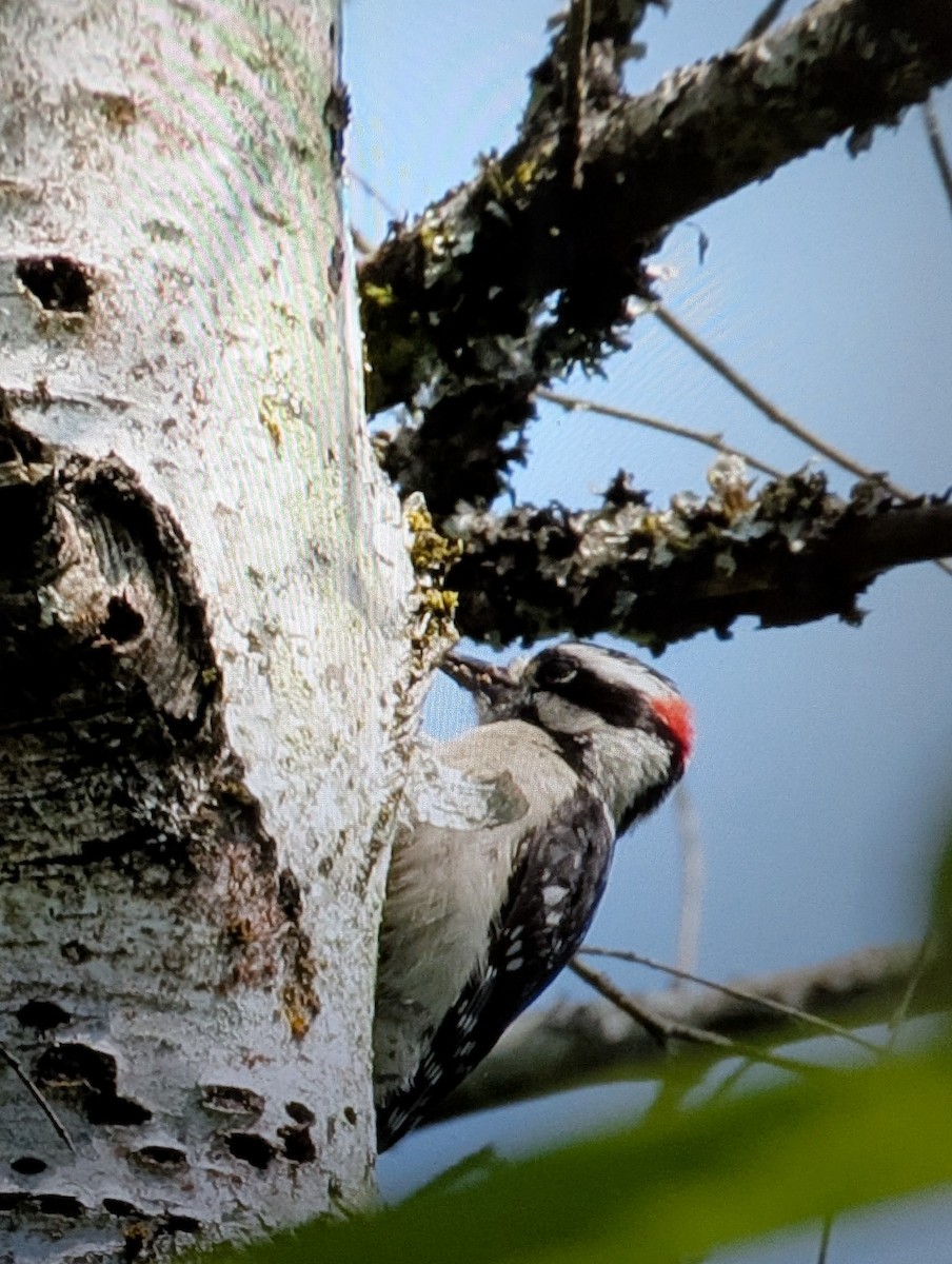 Downy Woodpecker - ML636987355