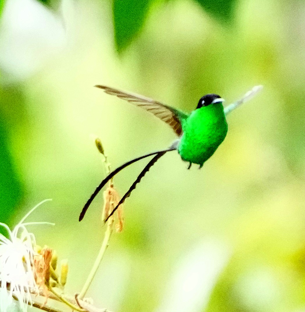Black-billed Streamertail - ML636987356