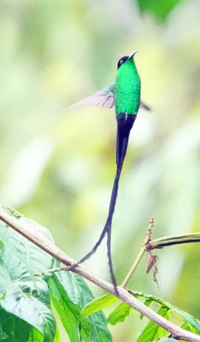 Black-billed Streamertail - ML636987357