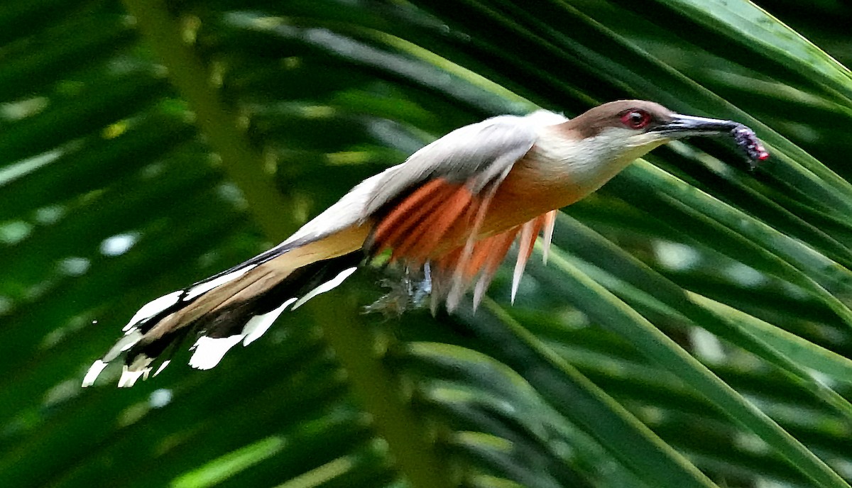 Jamaican Lizard-Cuckoo - ML636987383