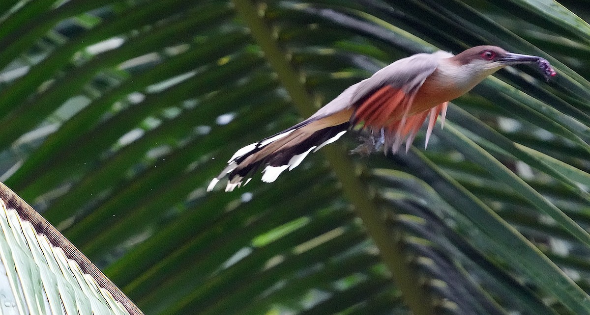 Jamaican Lizard-Cuckoo - ML636987384