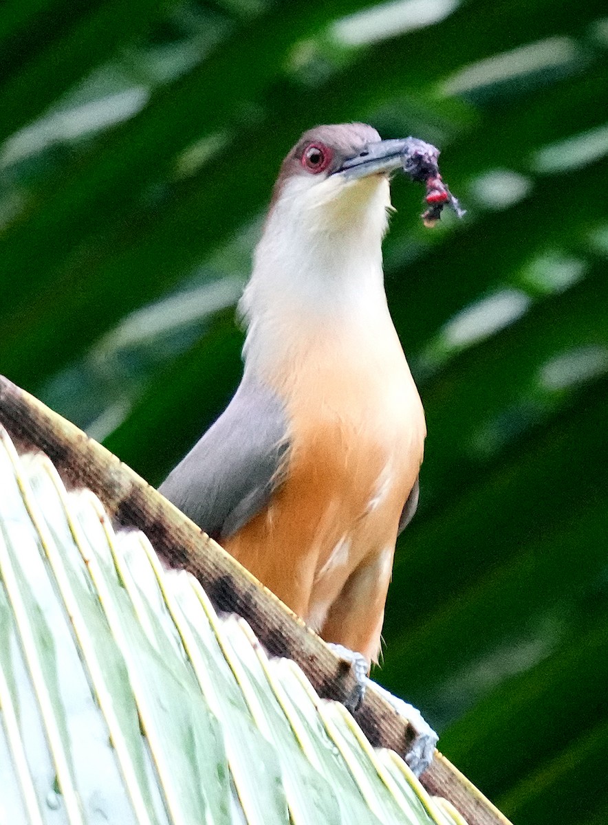 Jamaican Lizard-Cuckoo - ML636987385